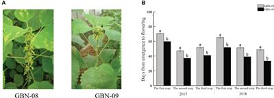 BnAP2-12 overexpression delays ramie flowering: evidence from AP2/ERF gene expression